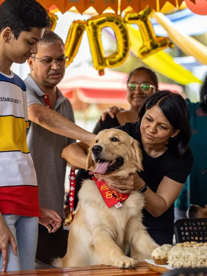 The center of attention! A happy golden retriever gets all the love from his family during his birthday celebration at our cafe.
