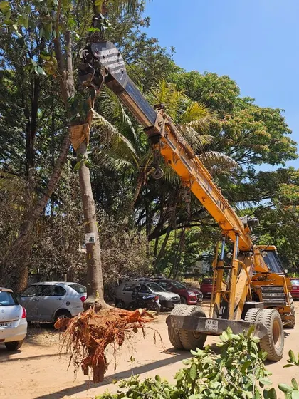 My team uses a crane to remove a tree from a parking area, demonstrating how I can work within existing developed spaces to transplant trees as needed.