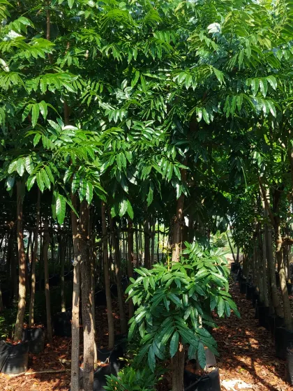 A grove of young trees with strong trunks and full canopies, perfect for creating a small wooded area or for individual planting.