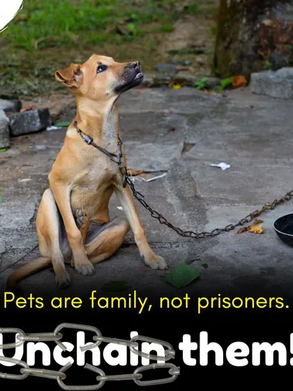 Keeping your pet dog in chains is an act of cruelty. Dogs are family, not prisoners, and they deserve the freedom to move. Unchain them and give them the life they deserve.