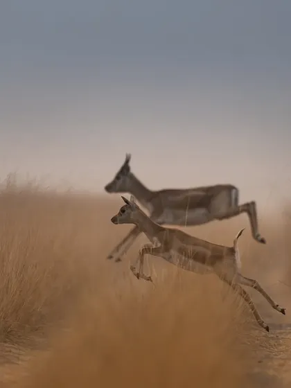 A more minimalist composition of the leaping blackbucks, with a soft, hazy background that gives the image a painterly feel.