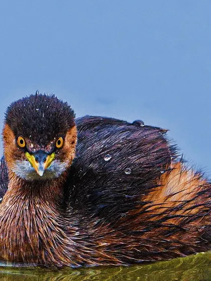 An intense stare from a Little Grebe, its feathers still wet from diving. These small water birds are masters of disappearing beneath the surface in a flash.