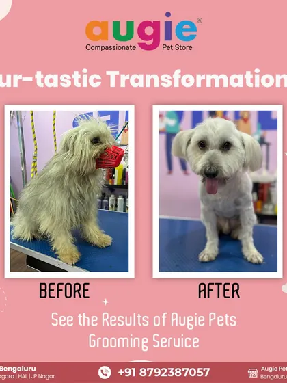 Check out this fur-tastic transformation! This client came to us for a much-needed groom, and we were so happy to deliver. A proper bath, trim, and styling makes them not only look great but feel more comfortable too.