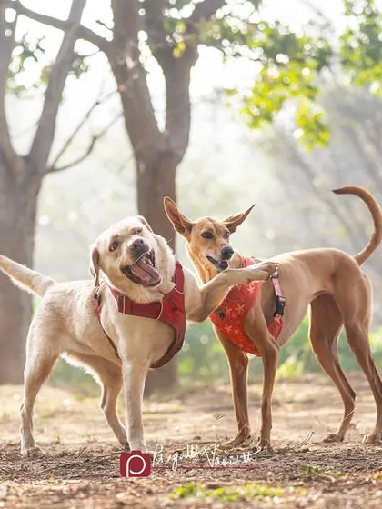 The play-bow and happy grin of a Labrador meeting new friends. I love being a fly on the wall during these dog park encounters to capture their natural body language.