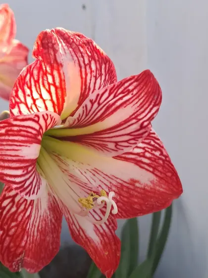 The Sukhdarshan Lily catching the sunlight.