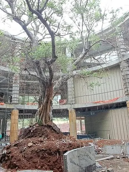 An under-construction view of the Inorbit Vizag project, where the building's form is designed to embrace a large, existing tree. This demonstrates our principle of working with the natural features of a site rather than erasing them.