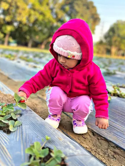 Our youngest farmers are often the most enthusiastic. This little one is gently touching a strawberry, discovering the textures and colors of the farm.
