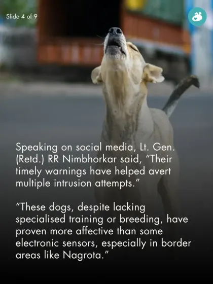 A retired Lieutenant General noted that the timely warnings from these dogs have helped avert multiple intrusion attempts, proving more effective than some electronic sensors.