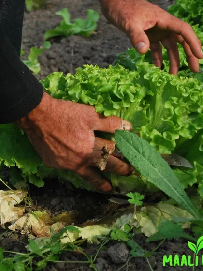 Enjoy the taste of your own harvest. I can set up a vegetable patch or kitchen garden for you, providing fresh, organic produce right at your doorstep.