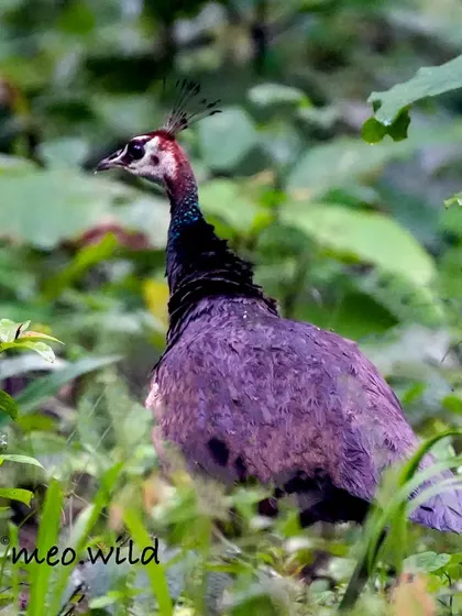 While peacocks get all the attention, the peahen has an understated beauty of her own. This female was moving quietly through the undergrowth, her earthy tones providing perfect camouflage.