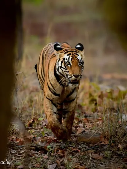 This is Mausi Ma, a tigress from Sanjay Dubri Tiger Reserve. The way she uses the forest to her advantage is incredible. This shot, framed by the trees, shows her moving with stealth and purpose, a true master of her domain.