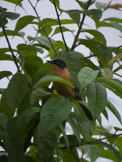 A Rufous Sibia peeking out from the leaves in Sikkim. The vibrant green foliage provides a beautiful natural frame for this Himalayan bird.