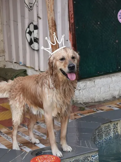 A happy dog after a refreshing swim. We make sure the area around the pool is safe and comfortable for them to relax after their water workout.