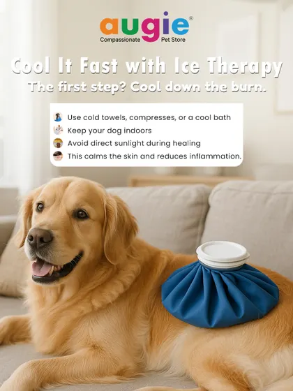 If your dog gets a sunburn, the first step is to cool it down fast with ice therapy. Use cold towels or a cool bath to calm the skin and reduce inflammation.