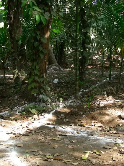 At K-Lagoon, every tree was treated as an integral design element. We used powder to mark out the building's footprint, a soft line drawn on the earth to ensure the structure would weave through the existing grove without disturbing it.