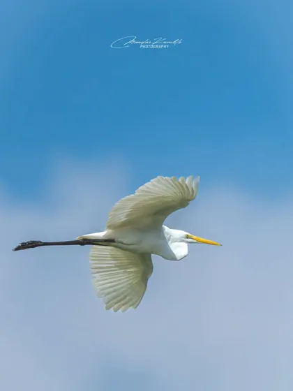 An Intermediate Egret soaring gracefully against a clear blue sky. The simplicity of the composition emphasizes the bird's elegant form and the beauty of flight.
