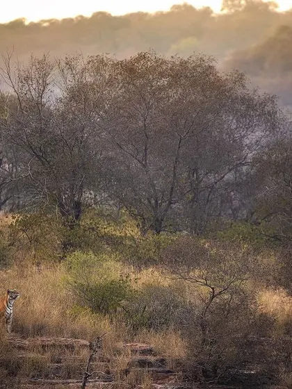 A wide landscape from Ranthambore with a sambar deer on alert. This image is a great example of how to build anticipation by capturing the prey before you even see the predator.