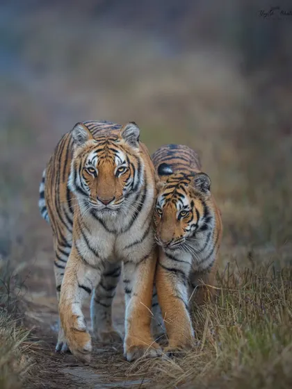 The soul of wildlife photography is storytelling. This frame of a tigress and her cub walking towards me, nuzzling each other with eyes locked on the camera, is pure emotion. Using a wide f/2.8 aperture on my 400mm lens, I melted the background away to ensure their bond was the only story being told.