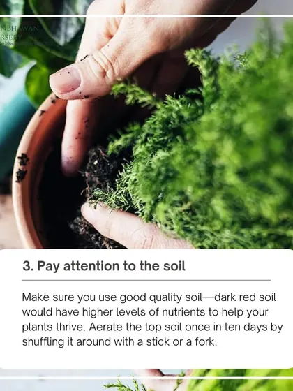 Healthy plants start with healthy soil. We pay close attention to the soil quality, ensuring it's properly aerated and nutrient-rich. This hands-on approach is fundamental to our garden maintenance philosophy.