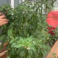 A bountiful chili plant in a customer's balcony garden. With our organic nutrients and pest control, you can grow healthy, productive plants that yield an amazing harvest.