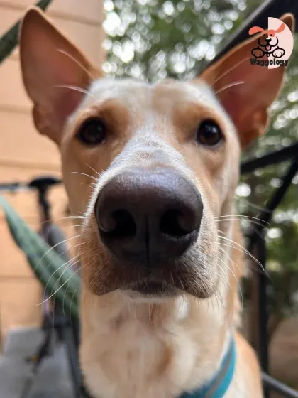 These additional photos showcase the variety of wonderful dogs I have the pleasure of caring for, each with their own unique charm and personality. From playful moments to quiet cuddles, every interaction is special.
