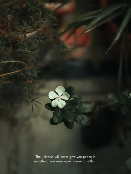 A single white flower in a garden. The preset desaturates the greens, making the white flower the central focus of this moody shot.