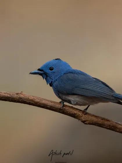 A portrait of the Black-naped Monarch. Its deep blue colour and tiny black nape are its defining features.