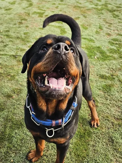 This happy Rottweiler is all smiles during playtime. We understand the needs of powerful breeds for both physical exercise and mental engagement, which they get plenty of here.