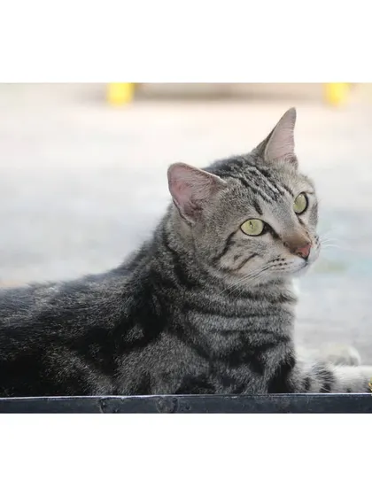 A classic tabby cat lies down while looking thoughtfully to the side. Even in a social environment, there are always quiet areas for solo relaxation.