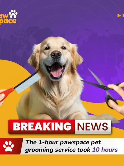 While I promise my grooming doesn't actually take 10 hours, it might feel that way to your pet because of all the love and pampering they receive. It's a fun joke, but my efficiency and care are serious business.