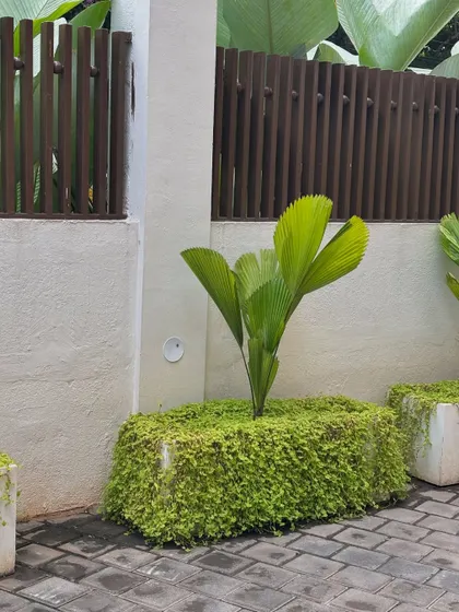 The creeping plants have beautifully covered these pots at Hotel Grand Serene, just as I envisioned. This is the result of patience and a maintenance plan that encourages natural, sprawling growth.