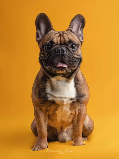 A bold, solid color background makes a pet's personality shine. This Frenchie's portrait against a bright yellow canvas is modern, fun, and full of character.