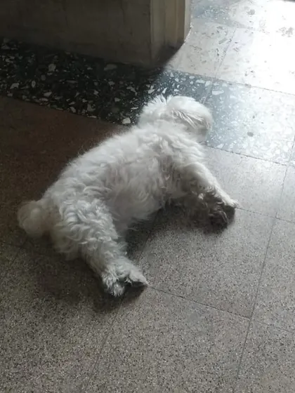 A classic sploot from Stark Kota after a busy day.