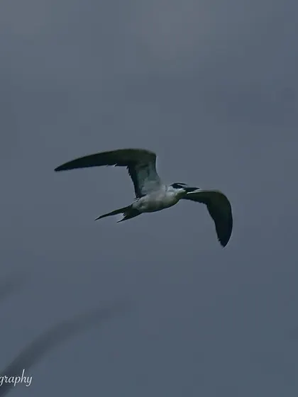 A Bridled Tern in flight, a marvel of window birding in Juhu. Seeing these seabirds from my home is a special experience.