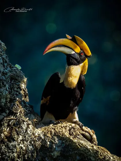 There's nothing quite like the majestic presence of a Great Hornbill. I used dramatic, low-key lighting to sculpt its impressive casque and intense gaze, creating a powerful portrait that feels both intimate and grand. This was a memorable encounter in Mangaon, Maharashtra.