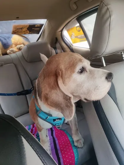 This beagle knows the front seat has the best view. I always make sure they are safely secured while enjoying their ride.