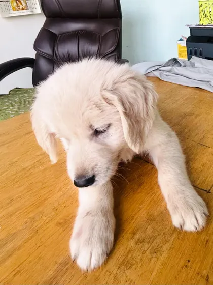 This little Golden Retriever puppy thinks my office desk is the best place to hang out. I don't mind the company at all!
