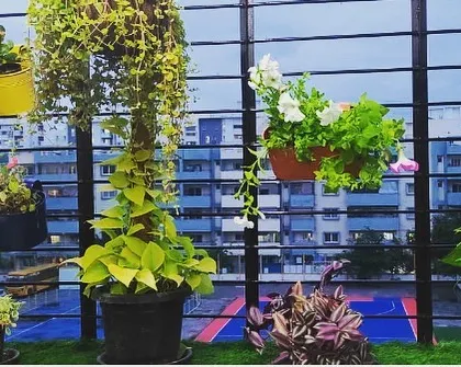 We use different planting techniques to create visual interest. This balcony features a mix of railing planters, hanging baskets, and moss stick climbers to draw the eye upward and make the space feel larger.