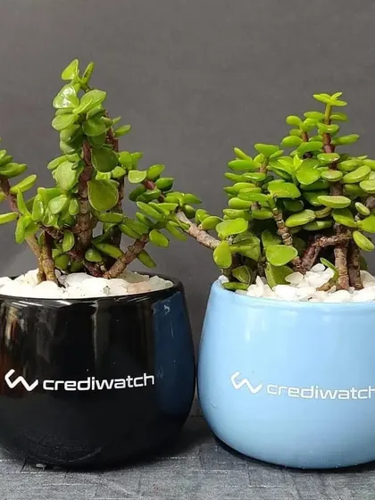A pair of Jade plants in stylish black and blue ceramic pots, branded for Crediwatch. These make for a modern and sophisticated corporate gift.