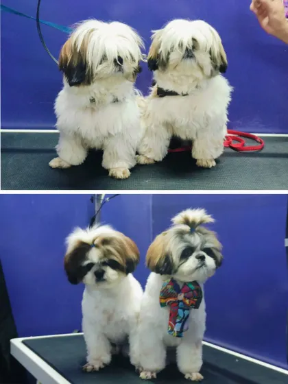 The matching haircuts on Roly and Soda are just too cute.