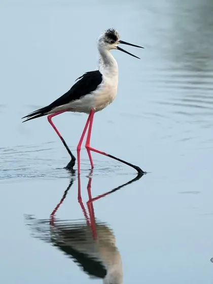 Is it one bird or two? The reflection of this Black-winged Stilt was so clear it created a perfect mirror image. This is the kind of magical moment you can only find in the stillness of the wetlands.