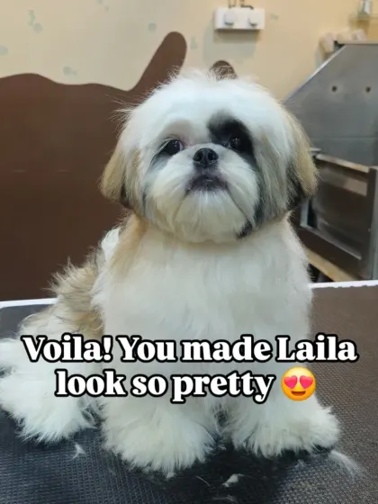 Voila! Laila the Shih Tzu looking pretty and polished after her full grooming session.