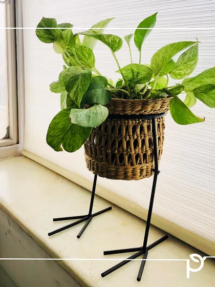 A quirky planter with chicken-leg stands holding a money plant on a windowsill. This shows that you can redefine what a garden means to you with creative and personal touches.