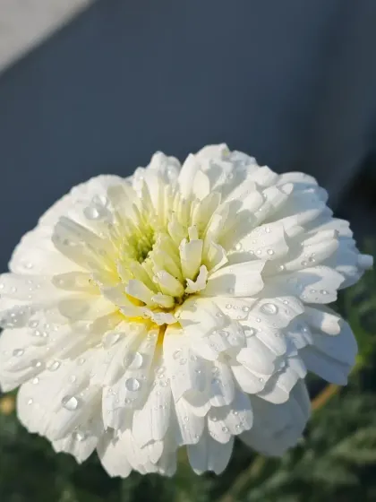 Another angle of the dewy white flower.
