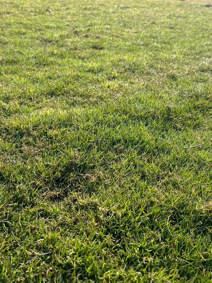 A detailed look at the blades of my natural lawn grass. I've been perfecting my cultivation methods since 2001.