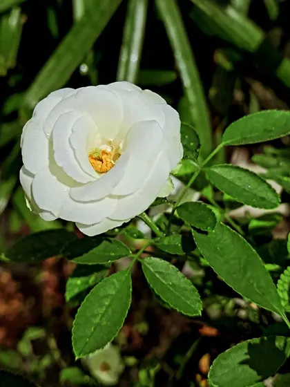 A perfect white Button Rose.