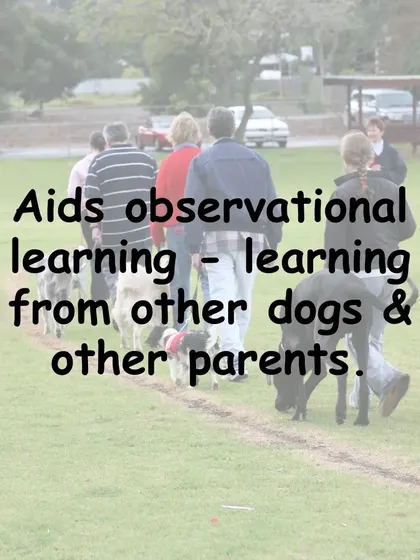 Dogs and people can learn a lot by watching others. This observational learning is a unique benefit of the group setting, as you can see how other teams handle challenges and celebrate successes.
