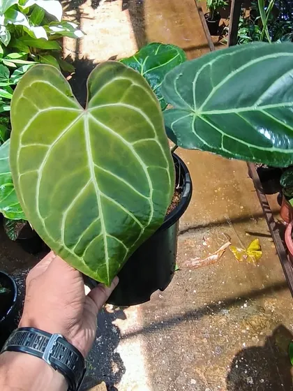 This lovely Anthurium boy is maturing quite nicely, with a new leaf unfurling in a lighter shade. It's a joy to watch them develop.