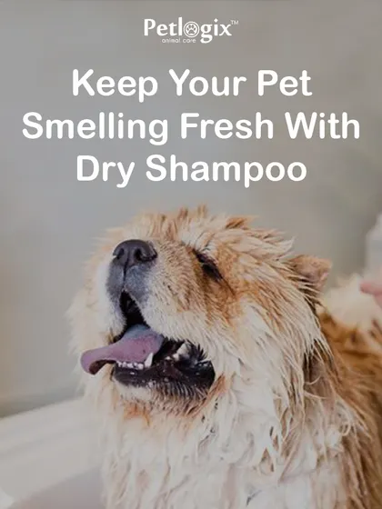 For those days between full baths, my Dry Shampoo is a perfect way to keep your pet smelling fresh. It's a quick and easy waterless solution to absorb excess oils and deodorize the coat, shown here on a fluffy Chow Chow.