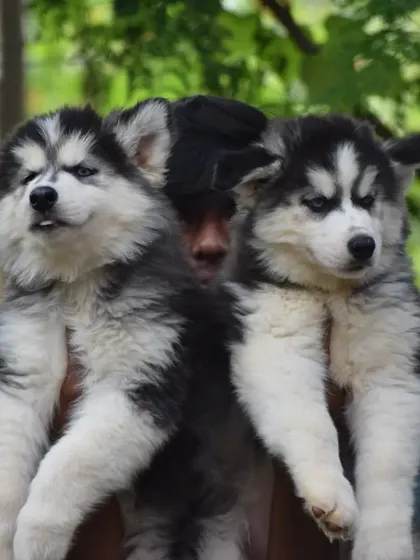 The alert and curious expressions of our Siberian Husky puppies.